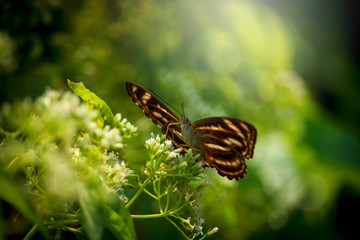 Butterfly butterfly on wild flower  in summer spring field