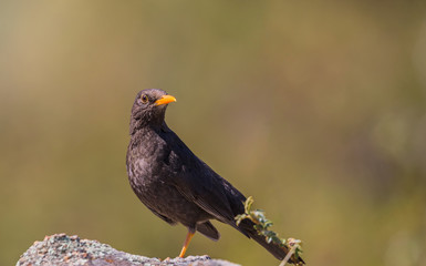 Primer plano de un zorzal chiguanco (Turdus chiguanco) parado sobre una roca, a la izquierda de la imagen, con la cabeza girada y mirando hacia la derecha, con fondo totalmente desenfocado.