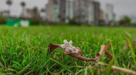 naturaleza 