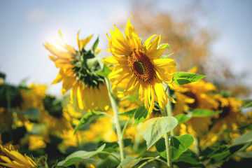 Beautiful yellow sunflower blooming in summer field