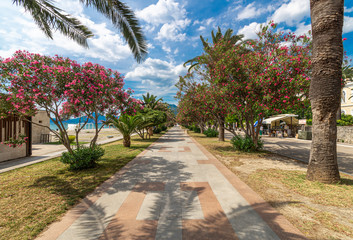 Palm tree walkway with Leander Bushes at Marina of Bar, Montenegro.
