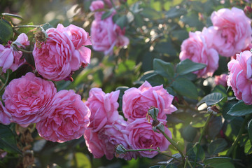 Pink English roses blooming in the summer garden, one of the most fragrant flowers, best smelling, beautiful and romantic flowers