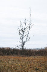 Trees on the autumn fields. Autumn landscape.
