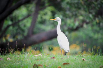 White heron, bittern,or egret bird slowly walking in the green field.