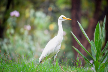 White heron, bittern,or egret bird slowly walking in the green field.