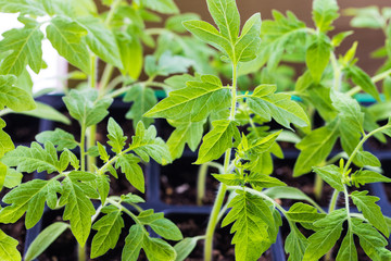 Plants With Leaves Of Seedling Of Tomato Close Up.