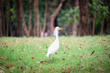 White heron, bittern,or egret bird slowly walking in the green field.
