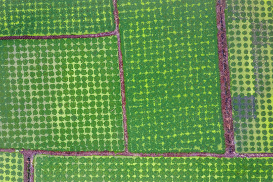 Aerial view of the vegetable garden along the river in the Mekong Delta. Vinh Long, Vietnam. 