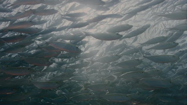 A large flock of Yellowstripe Scad (Selaroides leptolepis), swims in the sunlight in the blue water, slow motion Raja Ampat, Indonesia