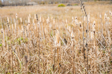 Dry reeds on the swamp in autumn day. Selective focus. Shallow depth of field.
