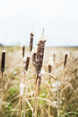 Dry reeds on the swamp in autumn day. Selective focus. Shallow depth of field.