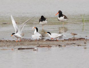 The couple of Forster's Terns (Terna forsteri) in process of mating ritual