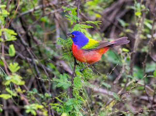 Male Painted Bunting (Passerina ciris) Feeding On Wild Cereal Grass