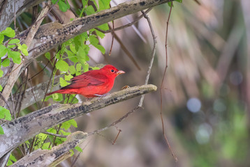 Male Summer Tanager (Piranga rubra) Perched On Tree Branch, Galveston, Texas