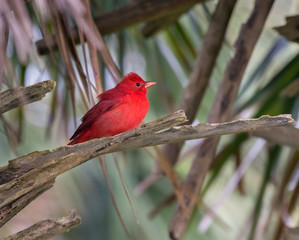 Male Summer Tanager (Piranga rubra) Perched On Tree Branch, Galveston, Texas