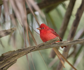 Male Summer Tanager (Piranga rubra) Perched On Tree Branch, Galveston, Texas