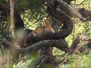 Fototapeta na wymiar climbing lions in a tree at lake manyara