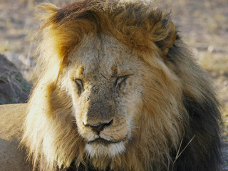 a sleepy male lion opening eyes at serengeti