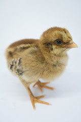 baby chicken on a white background