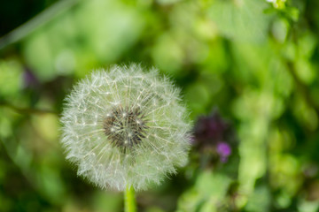 Beautiful white fluffy ball of dandelion, green grass background, nature outdoors, meadow with wild flowers close-up