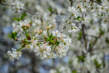 Sour cherry tree blossom, white tender flowers in spring on blue sky, selective focus, seasonal nature flora