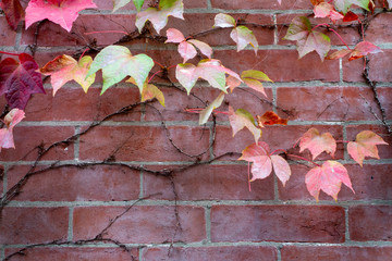 vine colorful leaves rowing along a brick wall close up