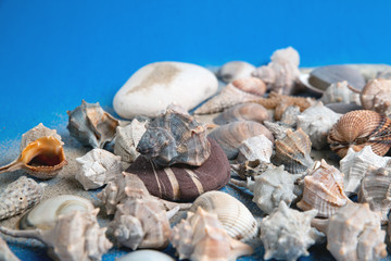 seashells on the beach