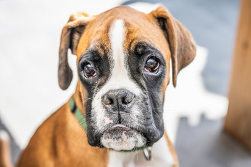 young purebred golden puppy german boxer dog