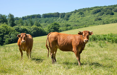 Aubrac cattle outdoors