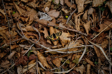 A close up of Papilio machaon Butterfly also known as swallowtail on the meadow in the forest in spring.