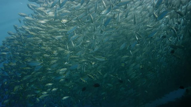 A large flock of Yellowstripe Scad (Selaroides leptolepis), swims in the sunlight in the blue water, slow motion Raja Ampat, Indonesia