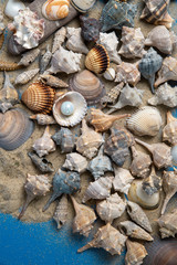 imitation beach on the table, shells on the sand on a blue background