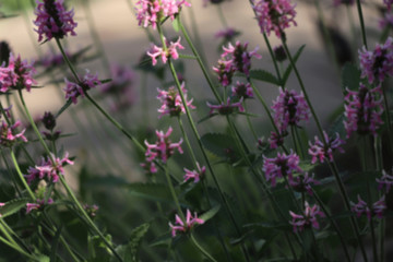 Blurred floral background. Beautiful pink flowers in the garden. Wild pink flowers in the field. Horizontal, closeup, blur, cropped shot, free space. Floriculture concept.