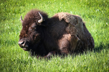 Bison, Yellowstone