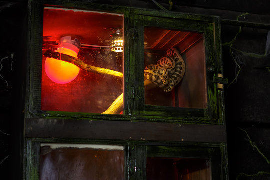 Tiger python behind glass in the dungeon