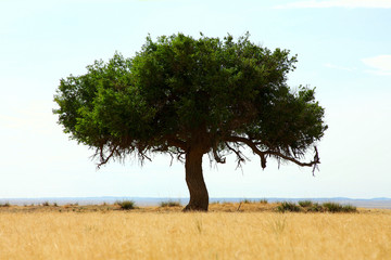 lonely green tree in mongolian desert