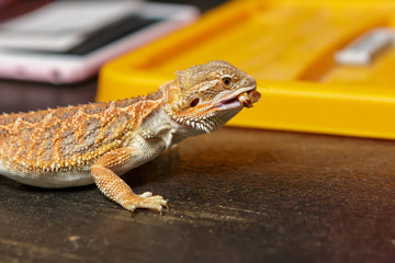 The bearded lizard eats insects. Close-up