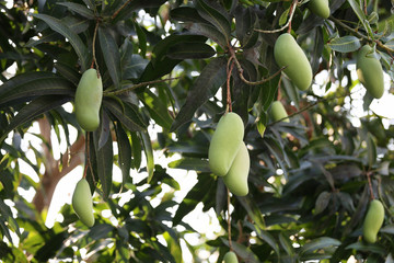 Green mango that is not yet ripe.