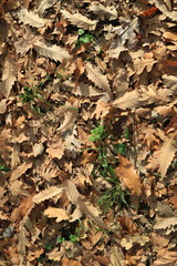 Autumn leaves. Green grass. Abstract background. Macro.