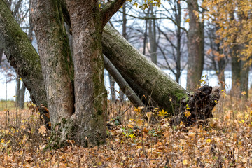 A tree uprooted after a storm in a forest by the river