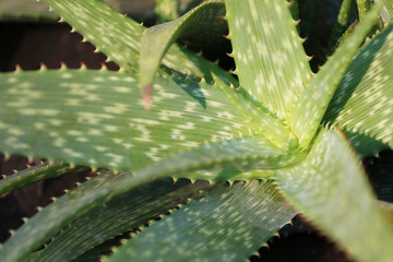 Fresh Aloe vera and sunlight.