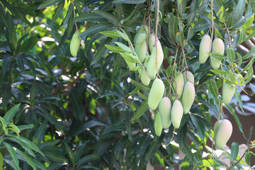 Green mango that is not yet ripe.