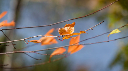 Branch with dry autumn leaves on a blurred background in sunny weather