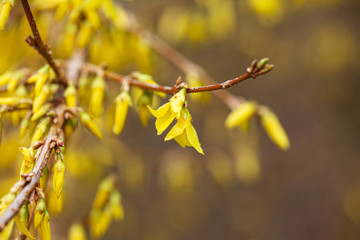 Forsythia with yellow flowers closeup