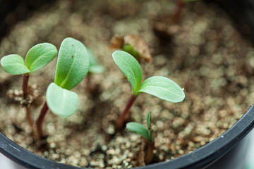 young sprout growing up in seedling tray