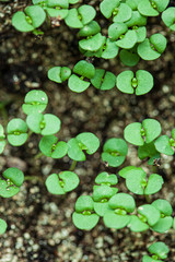 young sprout growing up in seedling tray