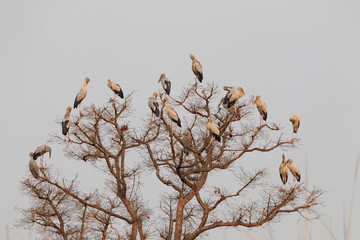 Herons in tree