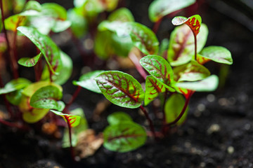 red vein sorrel in the pot