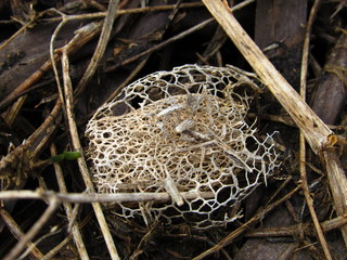 mushroom in the forest