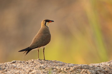 Bird on the ground